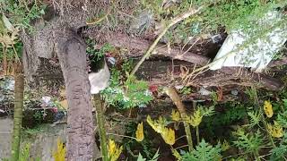 Isaura Gadiza Jalan Mawar Lidah Gambiran