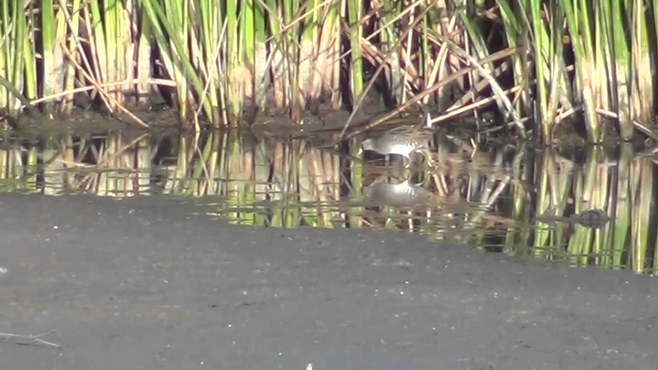 Sora - (Porzana carolina)