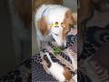 🐹Oreo Weds 🐶Snoofy #dog #guineapig #marriage #funny #sarcasm #cringe #comedy #trending #viralshort