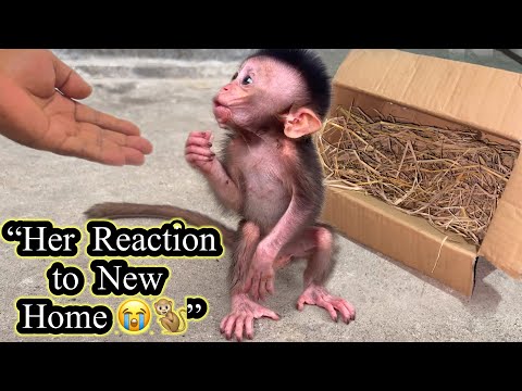 “Baby Monkey’s First Day Reaction — She Looks So Confused in Her New Home 🥺🐒”