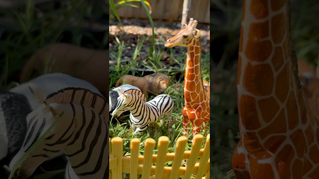 Discover Wild Zoo Animals Outside! Giraffe Tiger Zebra Panda!