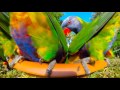 12th june 2017 am rainbow lorikeet close encounters