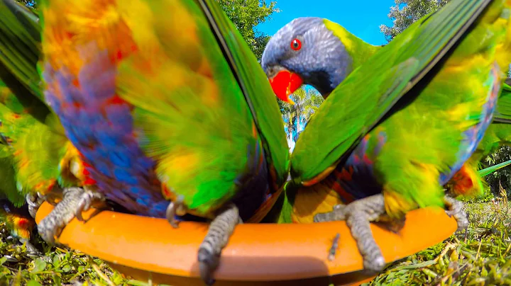 12th June 2017 AM Rainbow Lorikeet Close Encounters