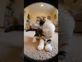 baby cat playing with camera #ai #trending #shorts #yt_shorts #ytfeed