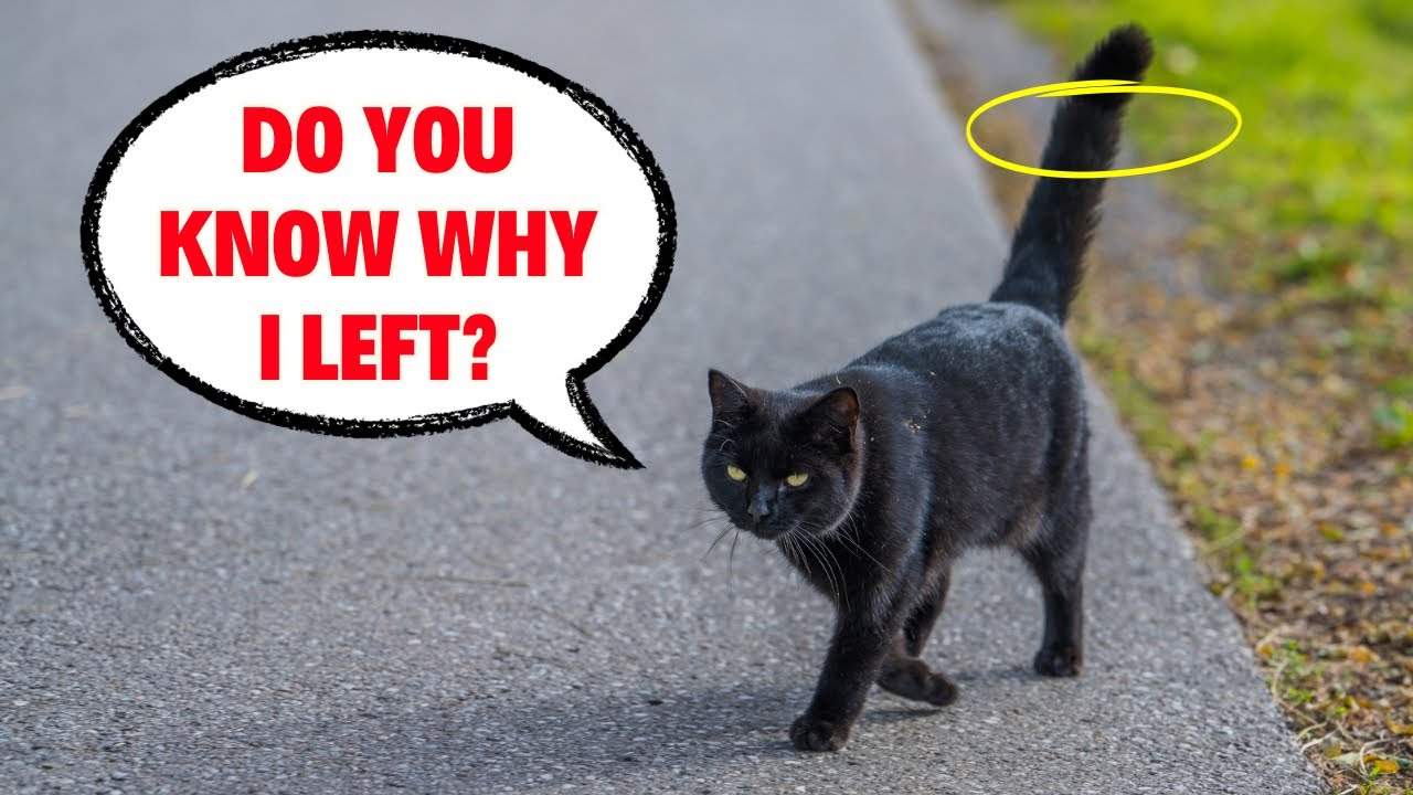Why Cats Leave Home NEVER Come Back PART 3 YouTube why-cats-leave-home-never-come-back-part-3-youtube