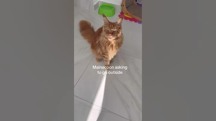 Video 10920921: mainecoon cat gato, mainecoon cat cute