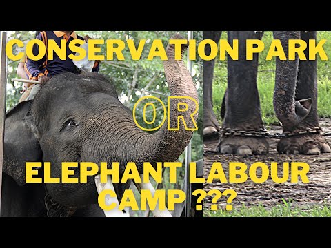 Video: Bagaimana Untuk Melihat Gajah Secara Bertanggungjawab Atas Perjalanan Anda Ke Thailand