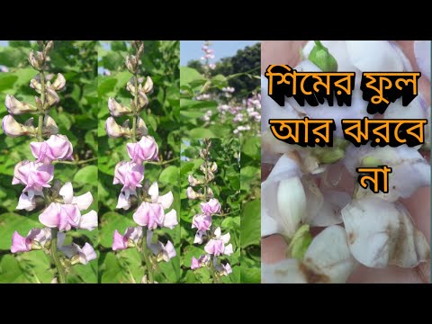 ভিডিও: পুলের শিমের আকৃতি কেন?