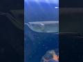 Silver arowana 🐠| #silverarowana #arowana #arowanalovers #monsterfish #fishtank #ytshorts #shorts