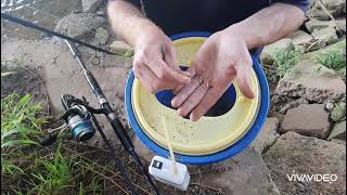 How to rig up live Poddy Mullet for fishing.