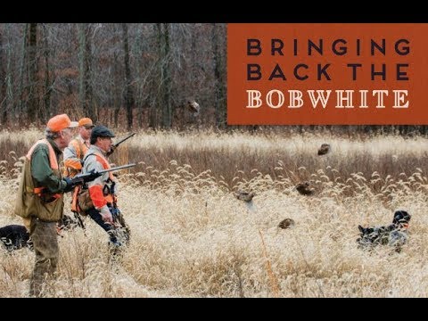 hunting simulator pc Quail Habitat Basics