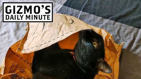 Gizmo is hiding perfectly (also, it