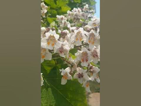 Дерево,а так красиво цветёт! Катальпа в цвету//catalpa tree - YouTube