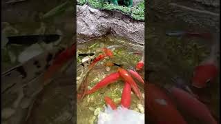 Download Lagu Colorful ornamental fish #shortfilm #fish #adventure #ornamentalfish #drama #funny #ornamentalfis... MP3