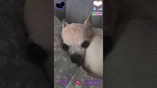 Chi Chis Nothing Else