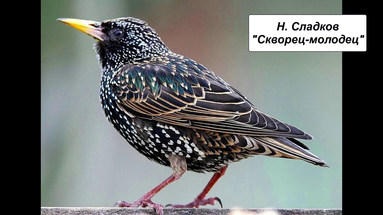 Н. Сладков "Скворец-молодец" - YouTube