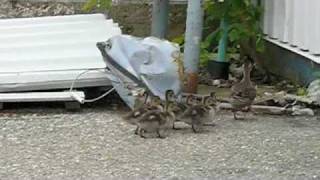 Wandering ducks