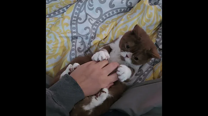 Video 7657741: british shorthair bicolor kitten, cattery