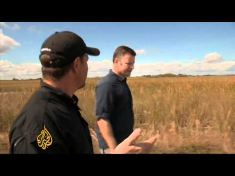 Hunting the Burmese python