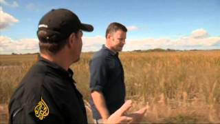 Hunting the Burmese python
