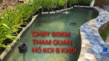 Chạy 60km Tham quan hồ koi 8 khối || Cá Koi Vlog Trần Đức Cường