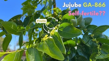 GA-866 Jujube - Zelfbestuivend of kruisbestuiving nodig?