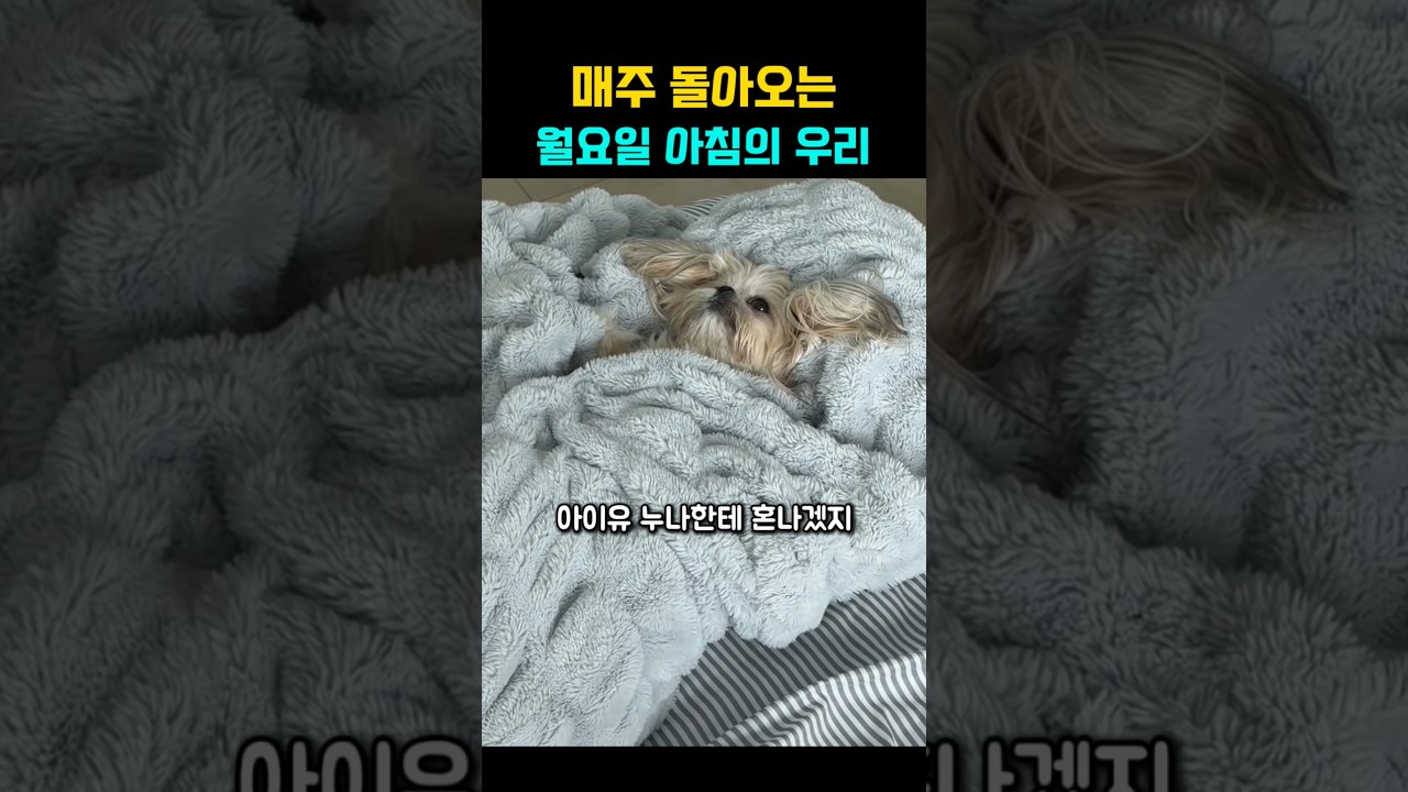 아이유 누나한테 혼날까봐 눈만 겨우 뜬 댕댕이 #강아지 #댕댕이
