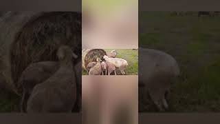 Latest Addition are Dormer Rams