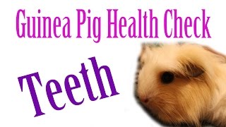 Piggie Health Check #10 ~ Teeth