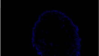 Simulation of a viral infection on a grid