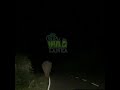 A tusk elephant walking on the road at night | 夜道を歩く牙象 | Tusk elephant | Animals | Wildlife #shorts