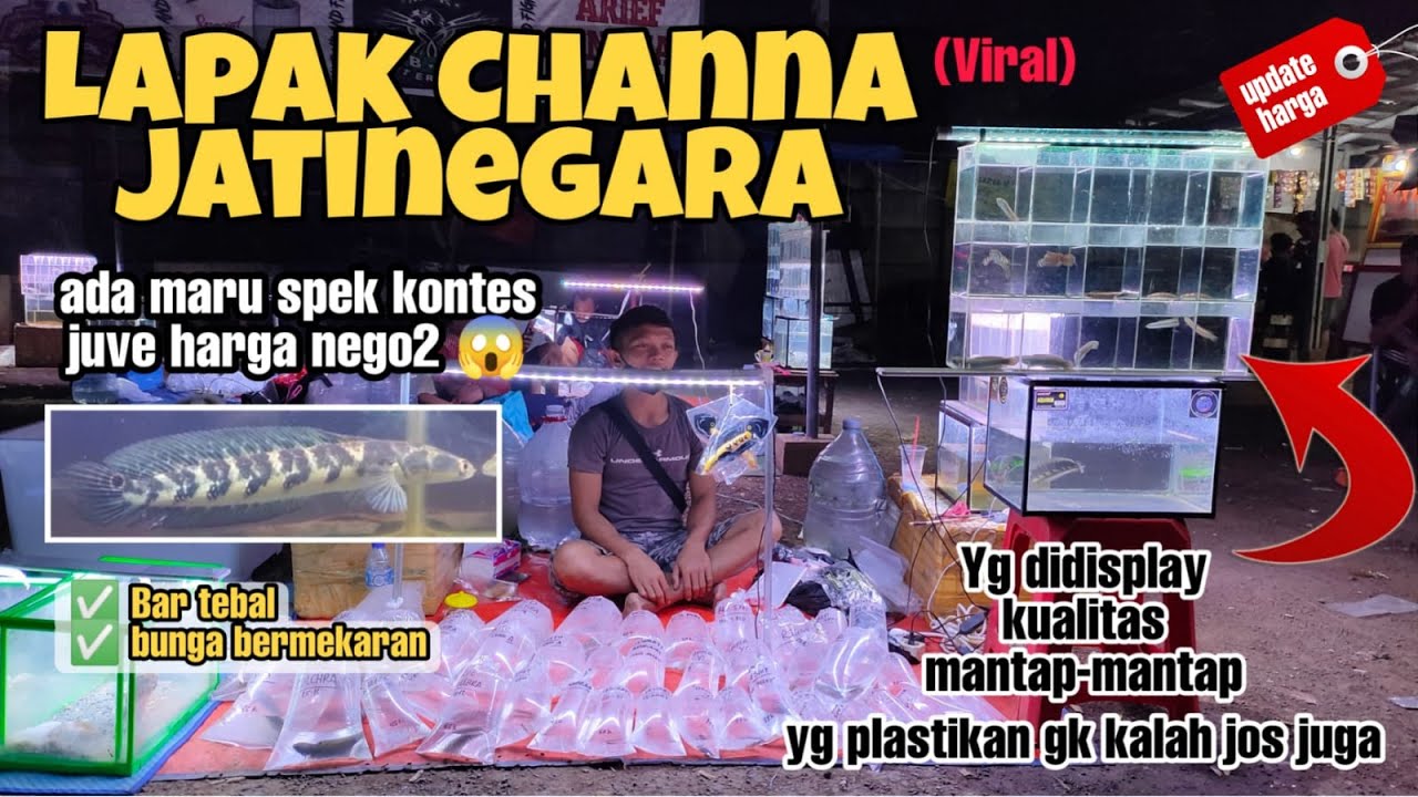 UPDATE HARGA IKAN CHANNA DI PASAR IKAN HIAS JATINEGARA ‼️channa maru, channa pulcra, channa auranti