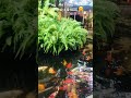 [MTT] Cách thư giãn hiệu quả với cây xanh nước chảy và cá bơi lội