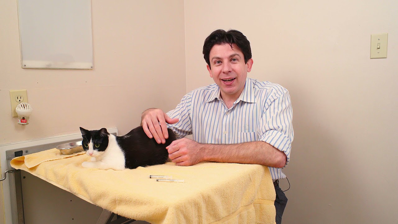 is-giving-liquid-medication-to-cats-hard-youtube