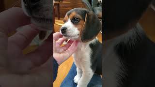 Sleepy Beagle puppy JUNO!  I'm going to miss her sweet little self! by River Styx Scent Hounds 89 views 2 weeks ago 1 minute, 32 seconds