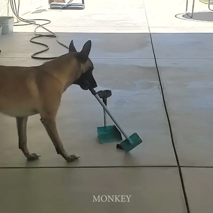 Dog picks up poop