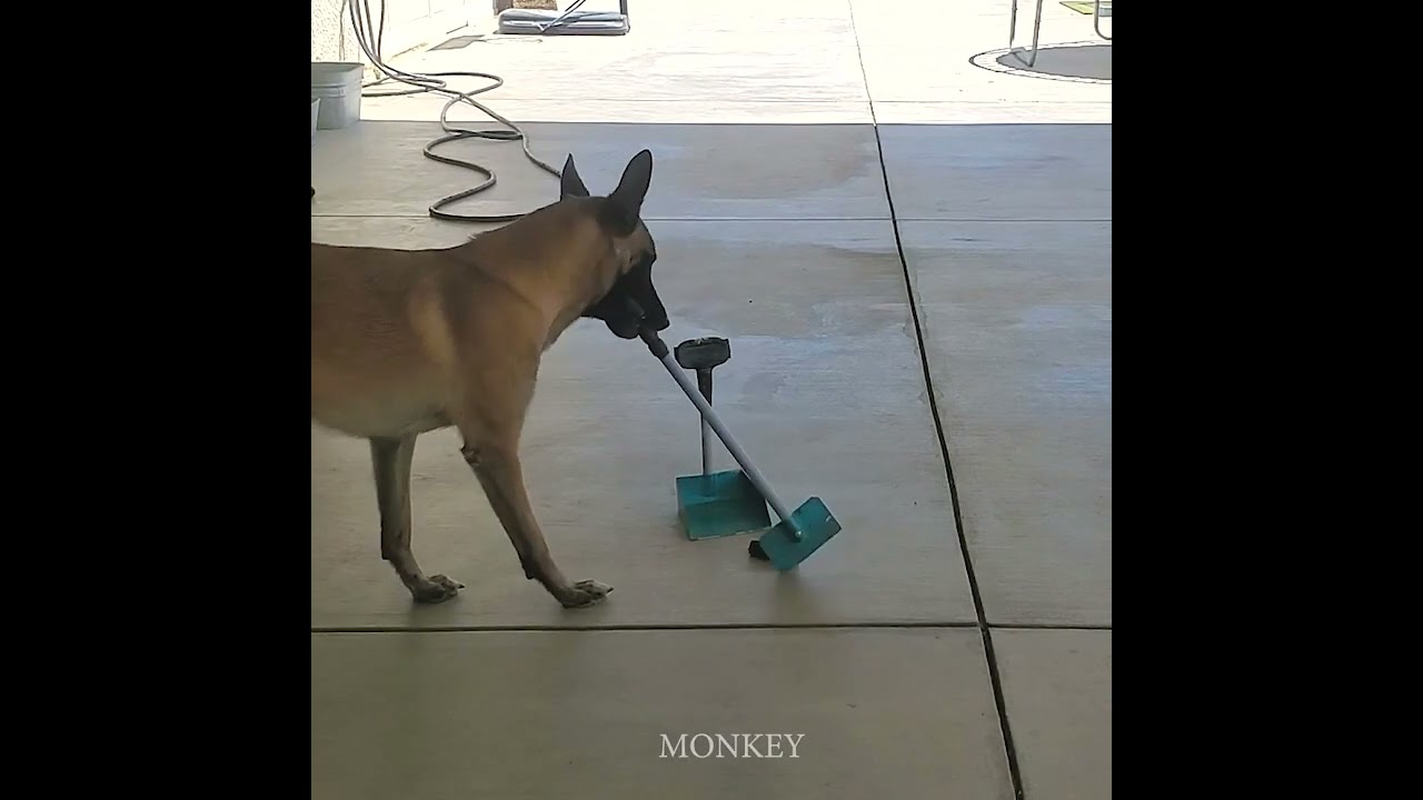 Dog picks up poop YouTube