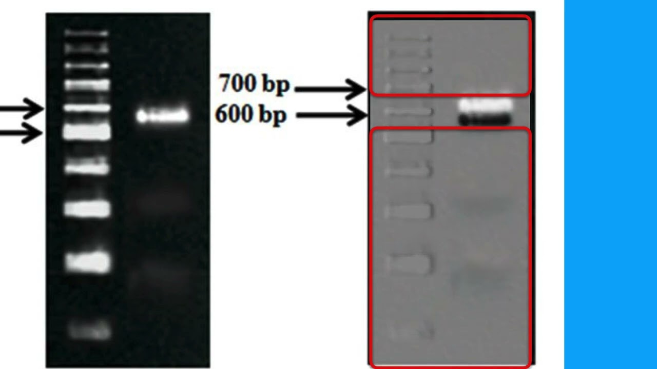 BF78012E07145545C85E6DD276C3B0#1