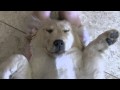 Sleeping Gypsy