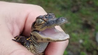 BABY Alligator Calls for Mom!