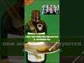 Польза полипренолов для организма человека