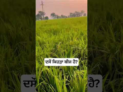 #motor #farmer #paddy