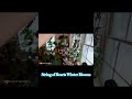 String of Hearts Winter Blooms #plants #bigboxstoreplantshopping #stringofhearts