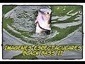 Espectaculares imagenes de Black Bass parte II | largemouth bass spectacular images part II