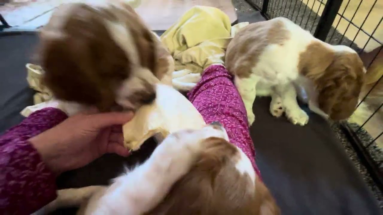 Who’s got the chew #puppyvideos #cutepuppyvideos #dogfamily #funnydogvideos #funnypuppyvideos  