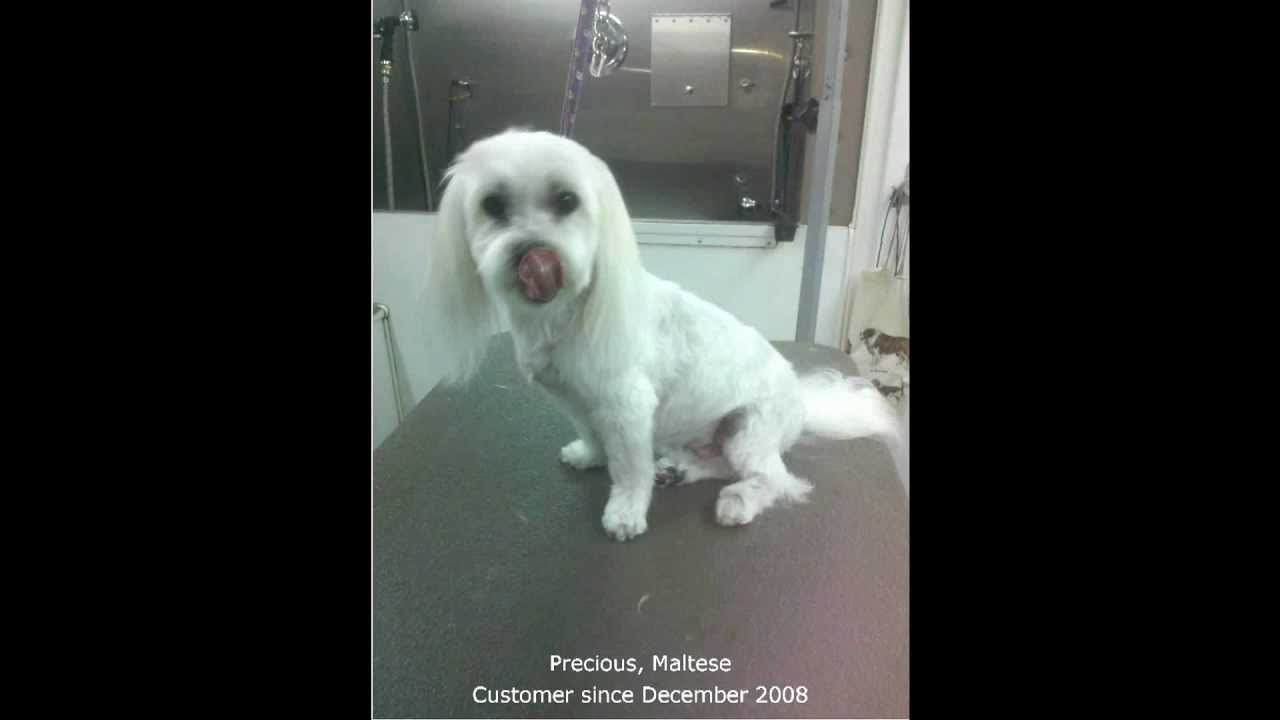 Las Vegas Mobile Groomer Dogs YouTube