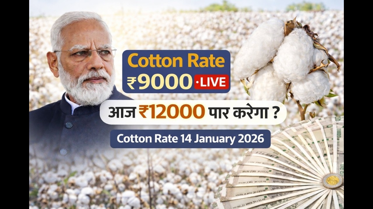 Cotton Rate 🔴LIVE आज ₹9,000 पार करेगा? Cotton Rate 14 January 2026