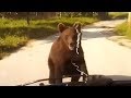 Греция: Молодой медведь вышел на сельскую дорогу и перекрыл путь автомобилю