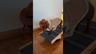 The best in the business 🤠🤠🤠 #bullriding #jbmauney #dachshund #sausagedog #doglife