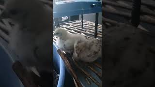 January 13, 2024, silkie easter egger chilling Profile
